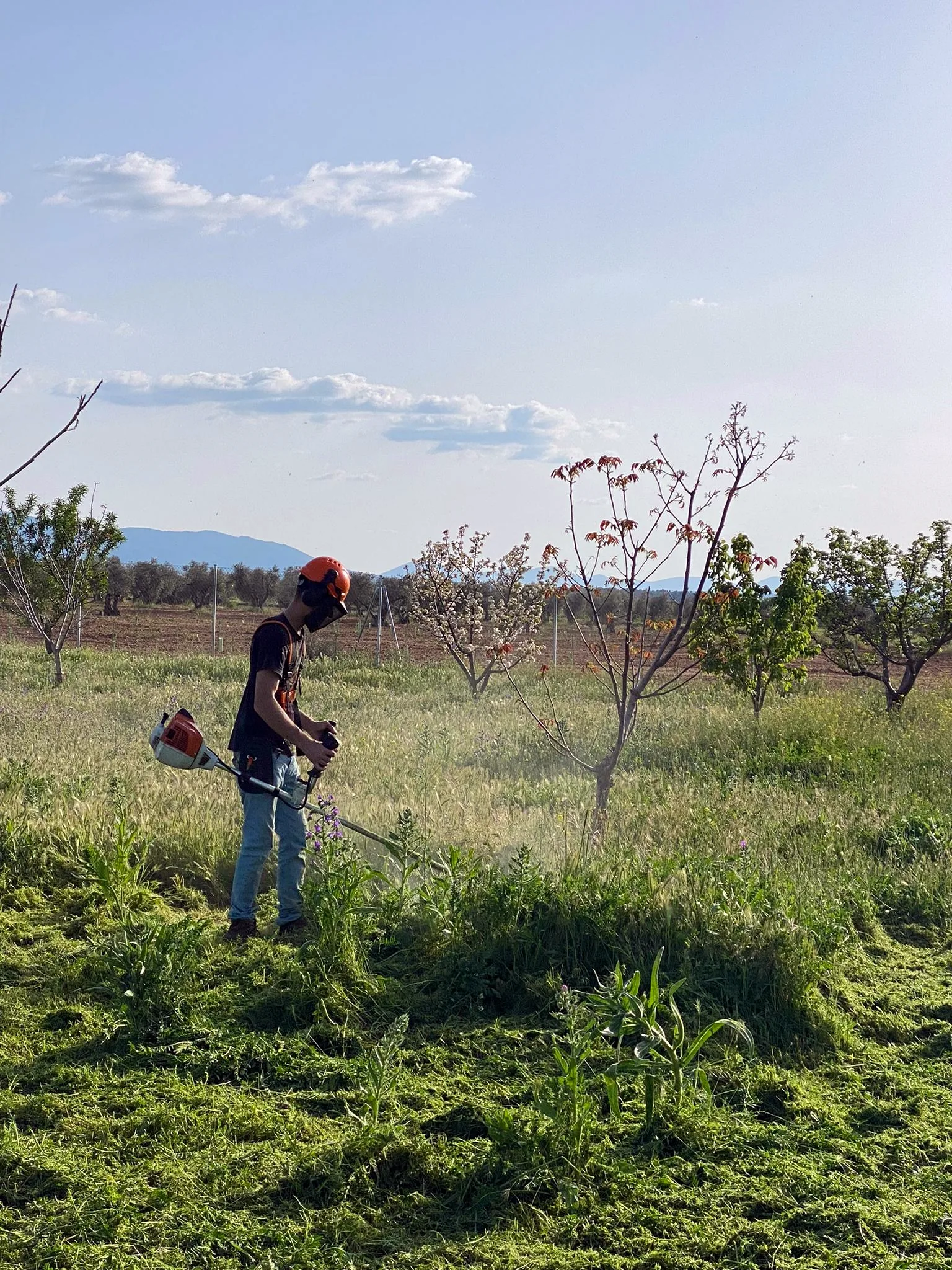 Jardinero desbrozando una parcela con desbrozadora y equipo de protección