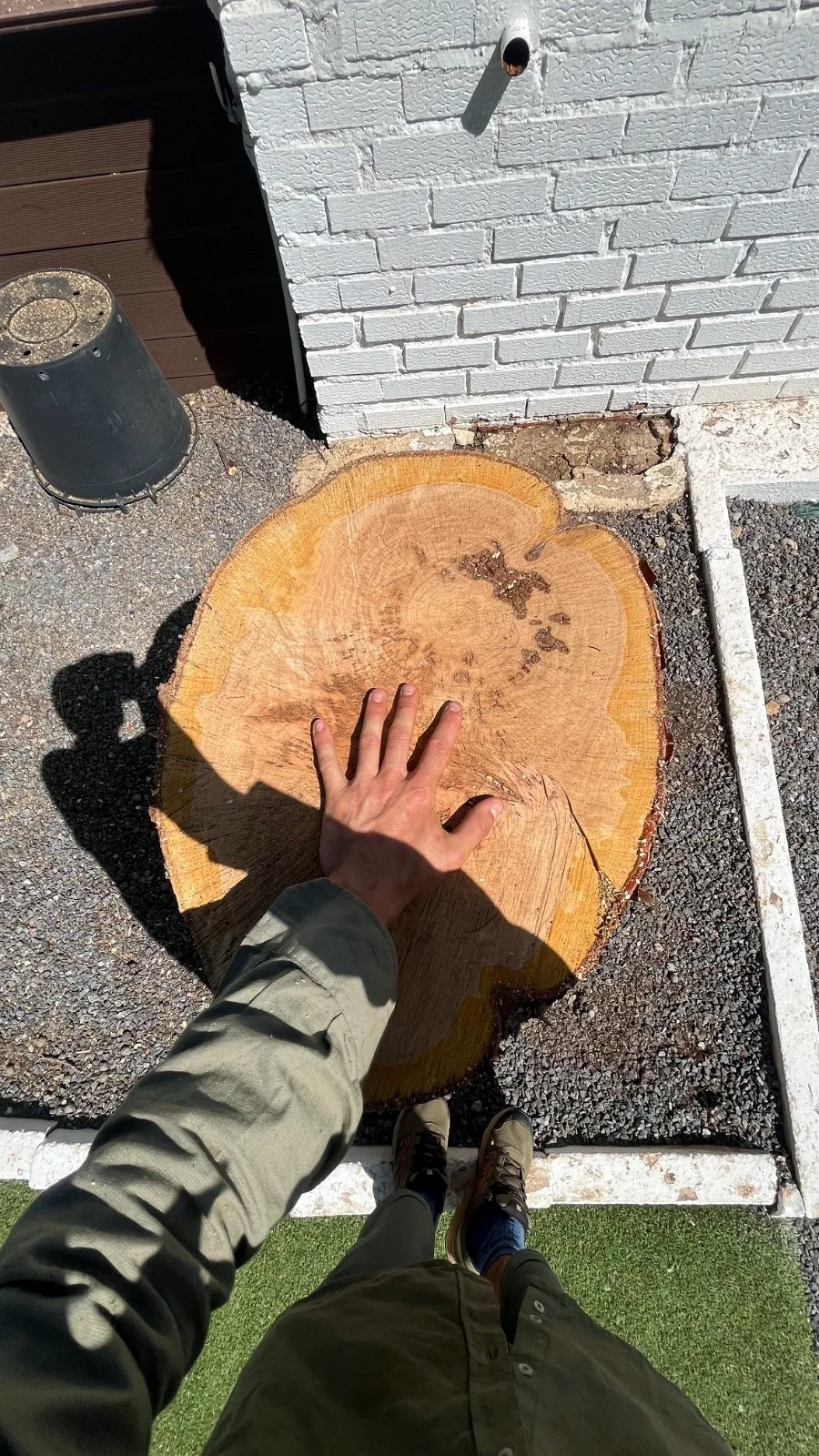 Tocón de un árbol recién talado junto a una casa